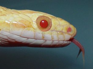 EYE