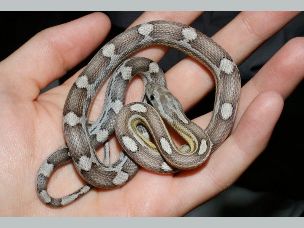 HATCHLING