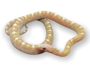 HATCHLING
