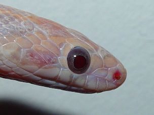 EYE