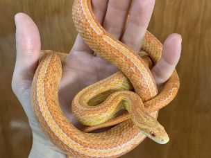 ADULT