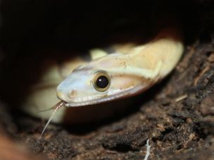 EYE