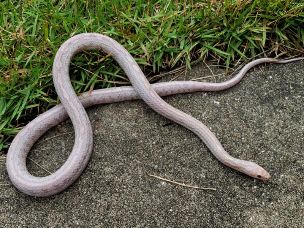 ADULT