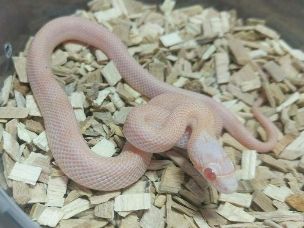 HATCHLING