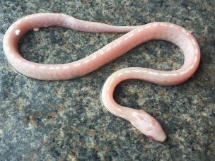 HATCHLING