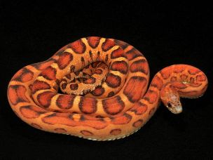 ADULT