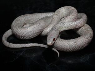 ADULT