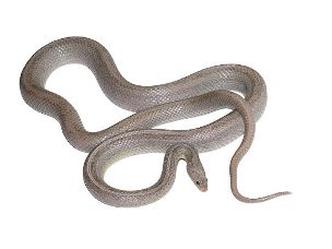 ADULT