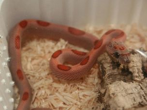 HATCHLING