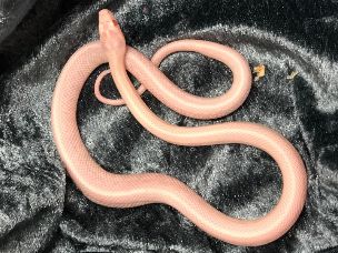 HATCHLING