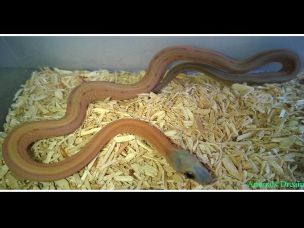 HATCHLING