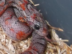 EYE
