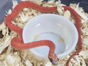 HATCHLING