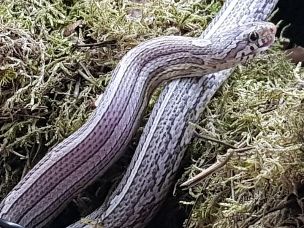 ADULT