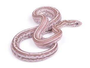 HATCHLING