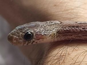 EYE