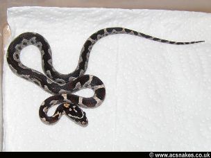 HATCHLING