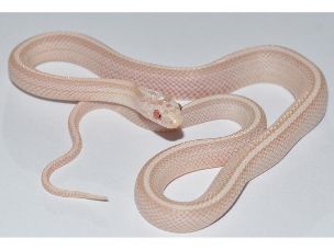 HATCHLING