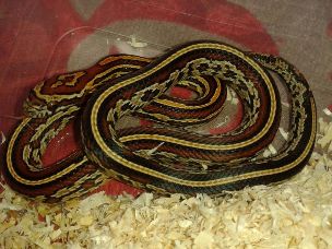 HATCHLING