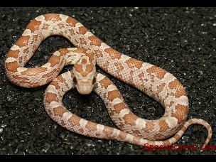 HATCHLING