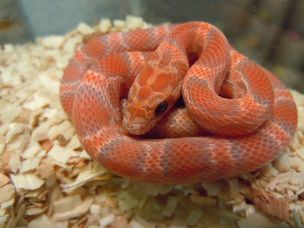 HATCHLING