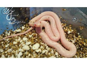 HATCHLING
