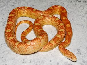 ADULT
