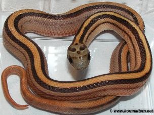 HATCHLING