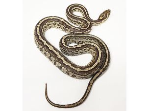 HATCHLING