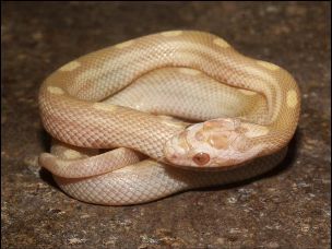 HATCHLING