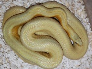 ADULT