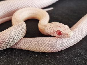 HATCHLING