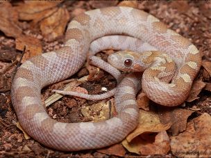 HATCHLING