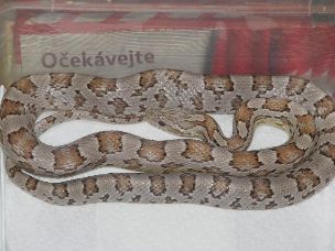 ADULT