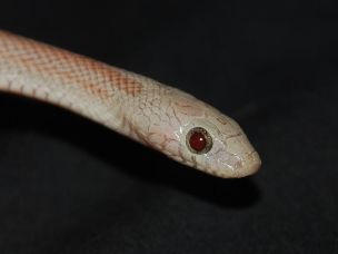 EYE