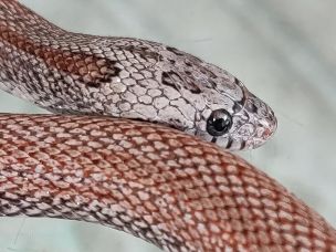 EYE
