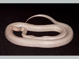 ADULT