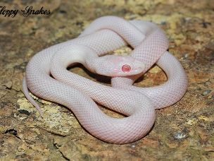 HATCHLING