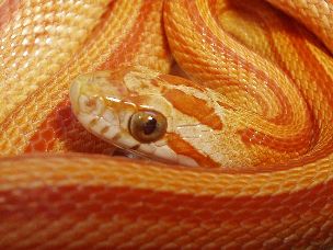 EYE