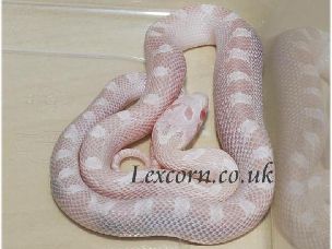 HATCHLING