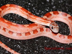 HATCHLING