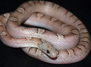 HATCHLING