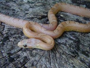 HATCHLING