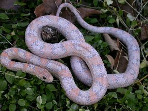 ADULT