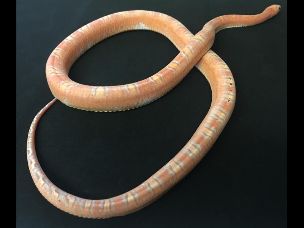 ADULT
