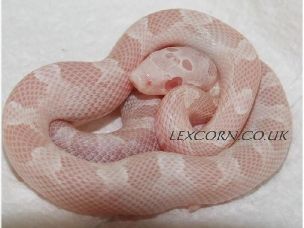 HATCHLING