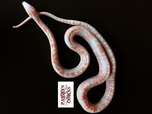 ADULT