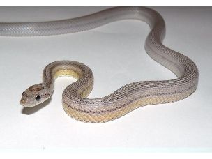 ADULT