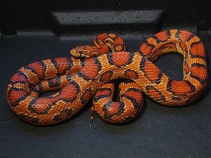 ADULT