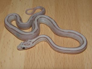 HATCHLING